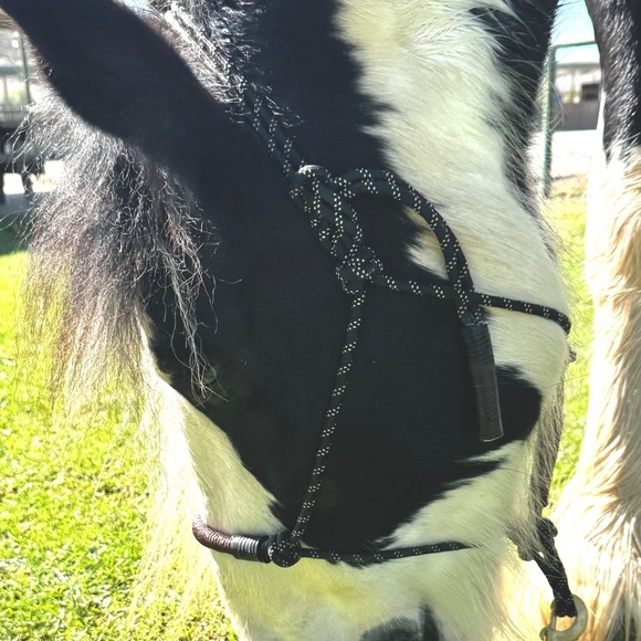 Handmade In Southern California, Bosal style Rope Halter - Picture 2 of 16